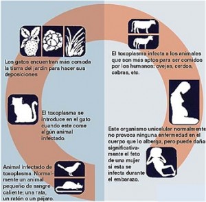 Taxoplasmosis_Congenita via de contaminacion