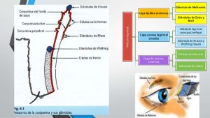 capas lagrima 2