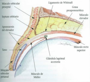 Anatomia párpado superior