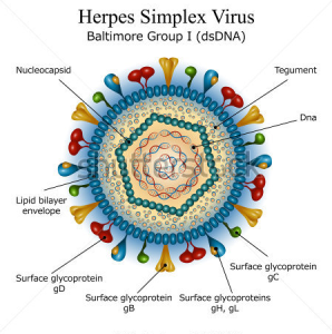 Virus herpes simple