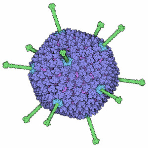 adenovirus