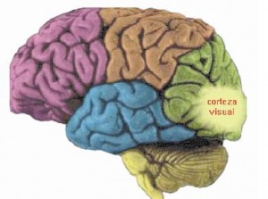 Qvision ¿Cómo procesa el cerebro la información visual? cerebro