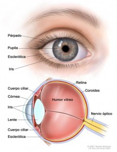 anatomia_del_ojo