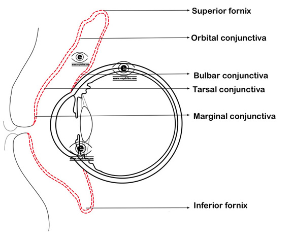 Parts Of Conjunctiva