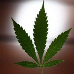 Qvision ¿Es la marihuana un tratamiento efectivo para el glaucoma? 1201621952852marihuana detdn1