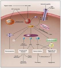 Qvision Nuevo tratamiento para el glaucoma Oxido nitrico