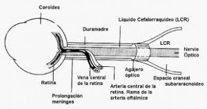 Qvision Alteraciones en el intercambio de LCR en el nervio óptico en el glaucoma de tensión normal NO LCR