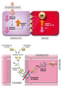 Qvision Relación entre el uso de estatinas y el glaucoma de ángulo abierto celulas
