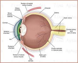 Qvision Glaucoma: Control del equilibrio ojo