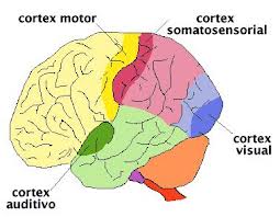 Qvision Glaucoma: Control del equilibrio somato