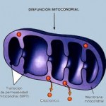 disfuncion mitocondrial