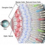 celulas ganglionare