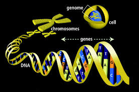 genes