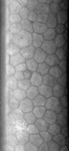 Células Endoteliales. De French Wikipedia user Ygavet, CC BY-SA 3.0