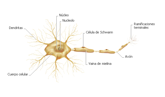 Influencia de las células nerviosas en la Degeneración Retiniana