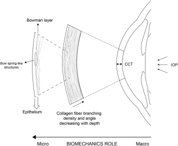 (8/8) Cirugía Refractiva y Biomecánica Corneal: PRK vs LASIK vs ReLEx SMILE (2): La Evidencia