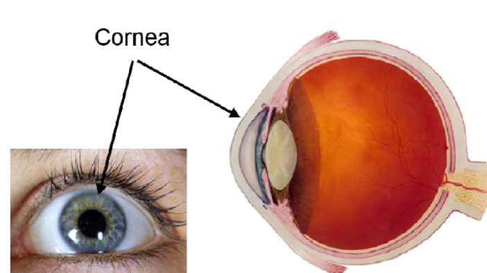 Topografía corneal: ¿Qué es y para que se utiliza?