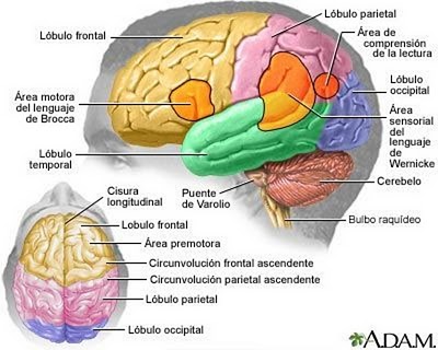 Baja Visión por discapacidad visual cerebral.