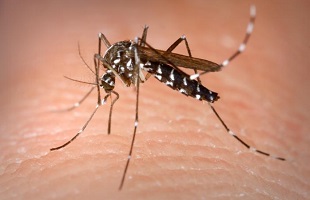 mosquito aedes
